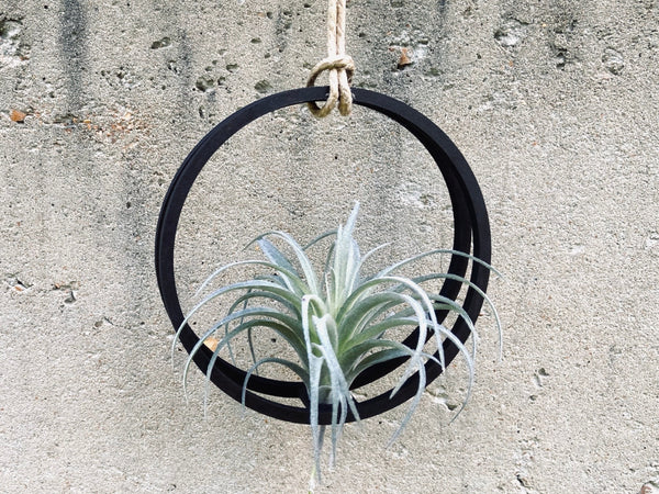 Orbit Air Plant Hanger